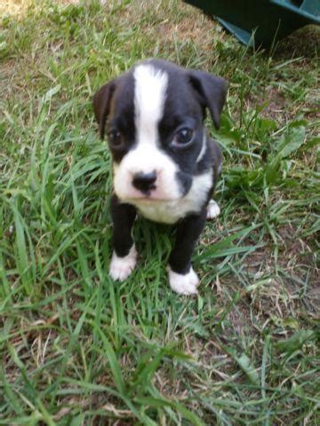 Do you think a boxer puppy is right for you? Akc sealed reverse brindle male boxer puppy for Sale in Four Corners, Washington Classified ...