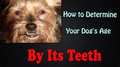 If you know your dog's age, just enter it as either a number of years or months. How to Determine Your Dog's Age By It's Teeth - YouTube