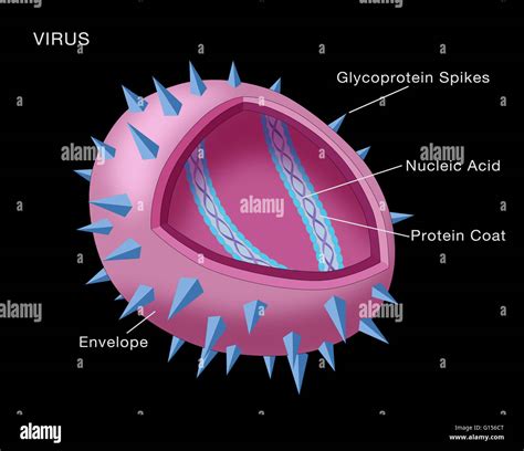 Diagrama De Virus Fotos E Imágenes De Stock Alamy