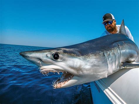 Mako Shark Fishing Fin And Field Blog