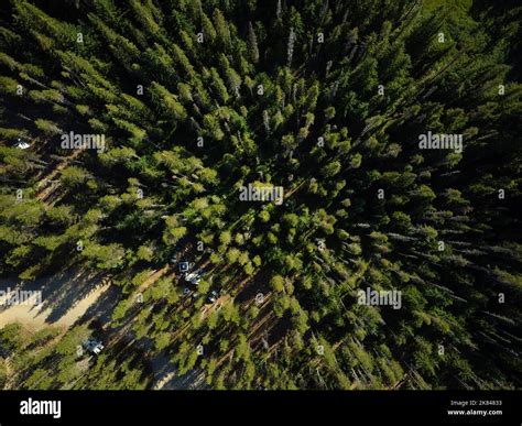 Shooting From The Air The Tops Of Coniferous Trees Dense Pine Forest