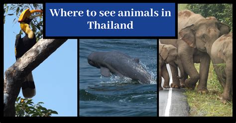 Top 106 Thailand Animals Pictures