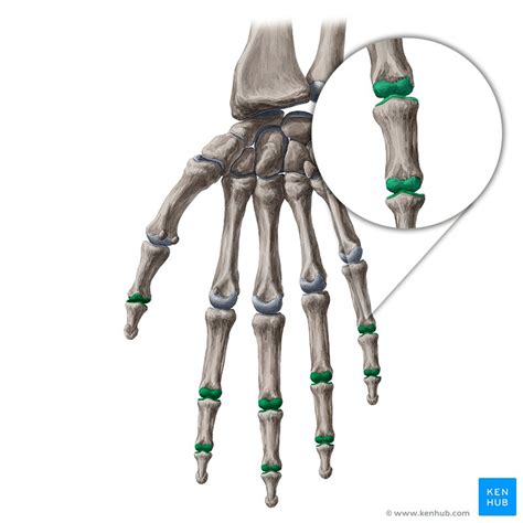 Interphalangeal Joints Of The Hand Bones Ligaments Mov Kenhub