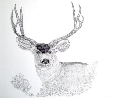 Mule Deer Drawing By Nancy Rucker Fine Art America