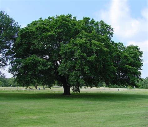American Elm Tree For Sale The Tree Center