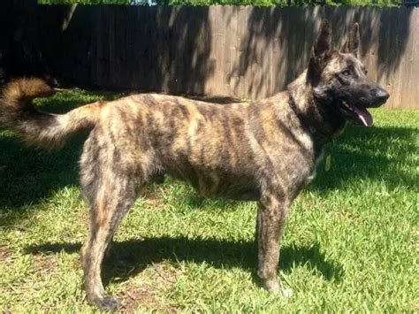 Brindle German Shepherd A Complete Breed Guide Facts And Info