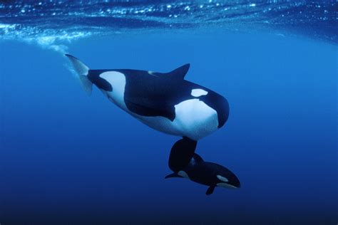 Free Download Animal Orca Killer Whale Space Wallpaper 1366x768 For