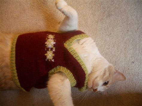 20 Cats Wearing Adorable Sweaters