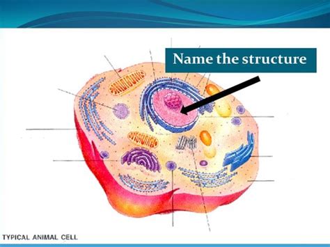 Animal Cell Diagram Flashcards Quizlet