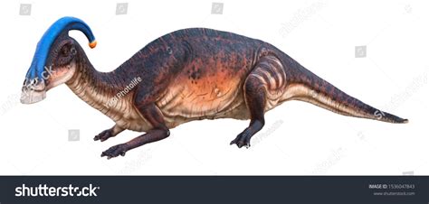 Parasaurolophus Genus Herbivorous Ornithopod Dinosaur That Stock Photo