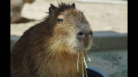 Largest Rodent In The World Capybara Youtube
