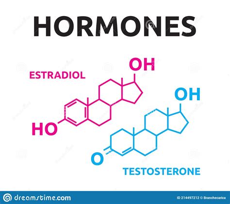 Sex Hormones Laboratory Symbol Hormone Estrogen Testosterone Chemical