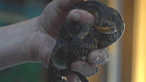 Recognizing Virginia Snakes As Sightings Increase