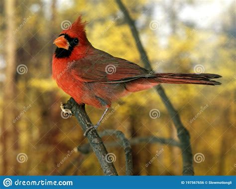 Northern Cardinal Cardinalis Cardinalis Male Standing On Branch Stock