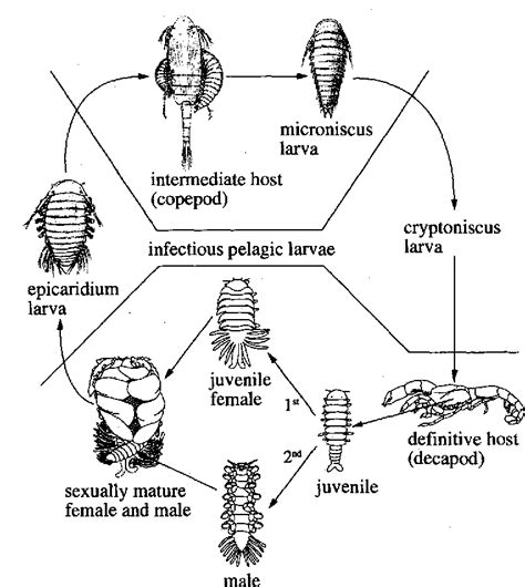 Figure 3 From Crustacean Parasites As Phylogenetic Indicators In