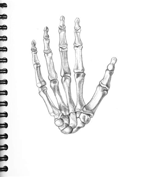 Skeleton Hand Sketch At Paintingvalley Com Explore Collection Of