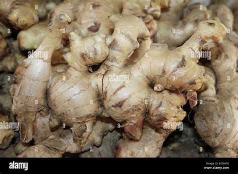 Ginger Plant Root Hi Res Stock Photography And Images Alamy