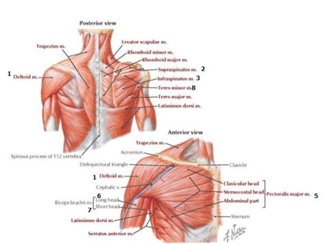 Shoulder Anatomy Msk Learning Porfolio