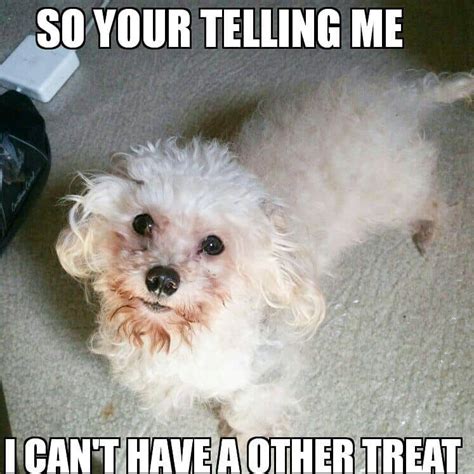 Best Funniest Poodle Memes