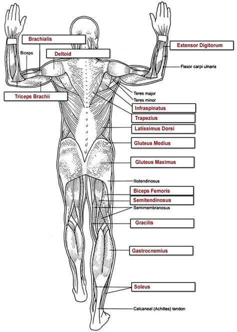Muscles Labeled Front And Back Human Anatomy Body
