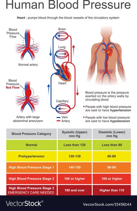Human Blood Pressure Charts Royalty Free Vector Image