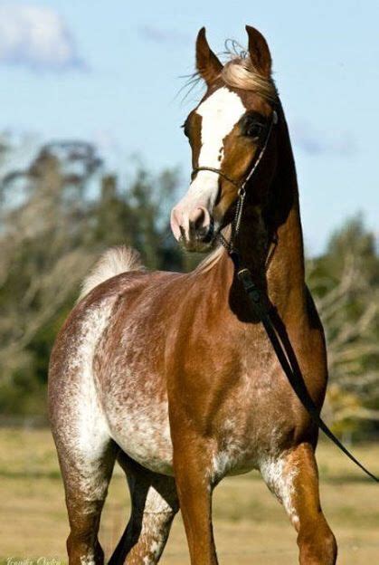 red roan arabian horse horses horse breeds  beautiful horses