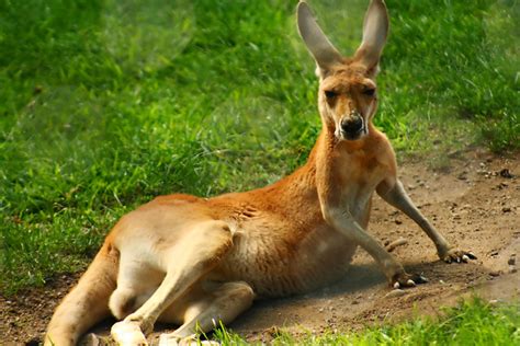 Sexy Kangaroo Pose Flickr Photo Sharing