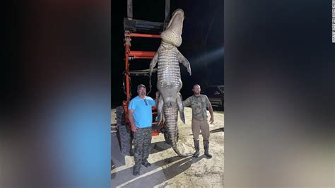 Florida Alligator It Weighed More Than 1000 Pounds Cnn