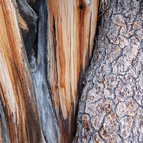 Ancient Bristlecone Pines Bristlecone Pine Ancient