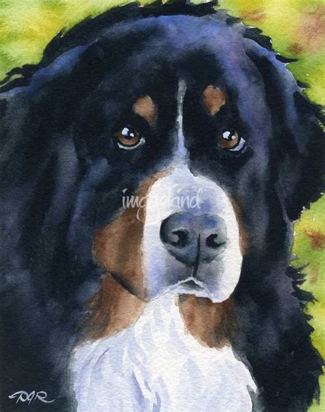 Stunning Bernese Mountain Dog Artwork For Sale On Fine Art Prints