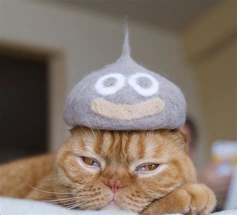 Hats For Cats 20 Funny Pictures Funnyfoto Page 16