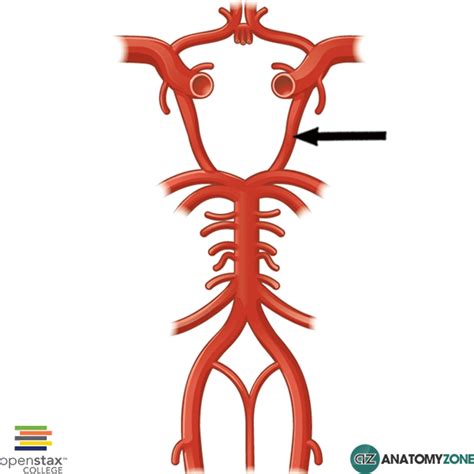 posterior communicating artery anatomyzone