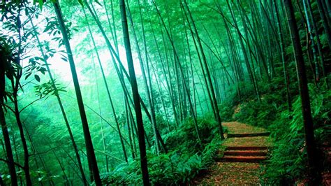 Japanese Bamboo Wallpapers Top Free Japanese Bamboo Backgrounds