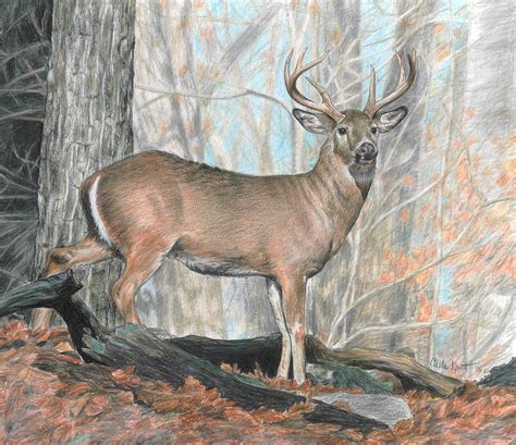 Whitetail Buck Drawing By Carla Kurt Fine Art America
