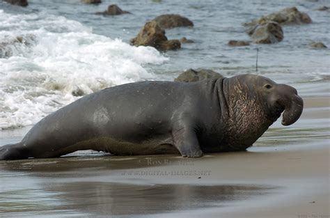 Морской слон (50 фото) Описание вида, характеристики с фотографиями