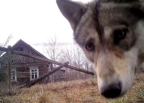 Chernobyl Disaster How Wildlife In The Exclusion Zone Is Really Faring