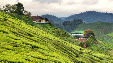 The cameron highlands is one of malaysia's most extensive hill stations. South East Asia Travel: 6 Must Visit Places in Malaysia ...