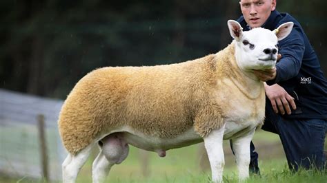 Worlds Most Expensive Sheep Has Just Been Purchased For 490000 Ntd