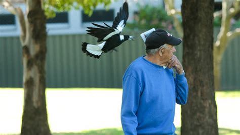 Its Magpie Season How To Avoid Getting Swooped Illawarra Mercury