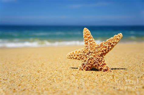 Starfish Photograph By Aged Pixel Pixels