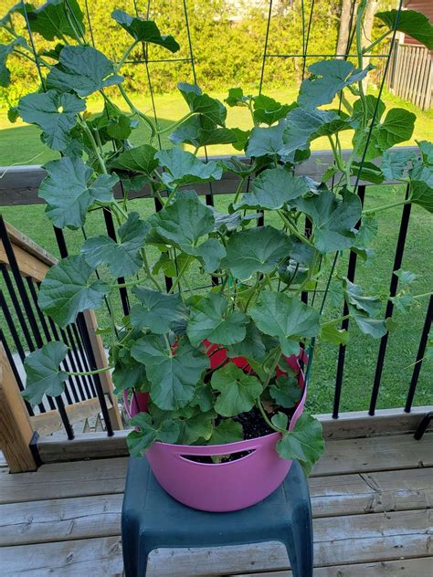 How To Grow Cantaloupe Vertically On A Trellis Gardeners Path