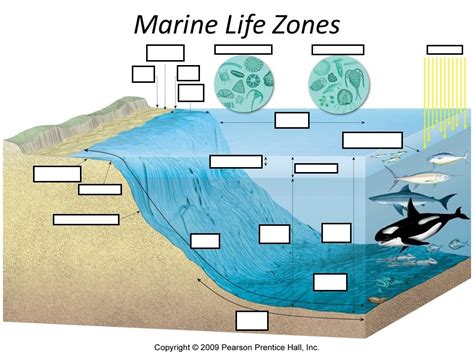 Marine Life Zones 2 Diagram Quizlet