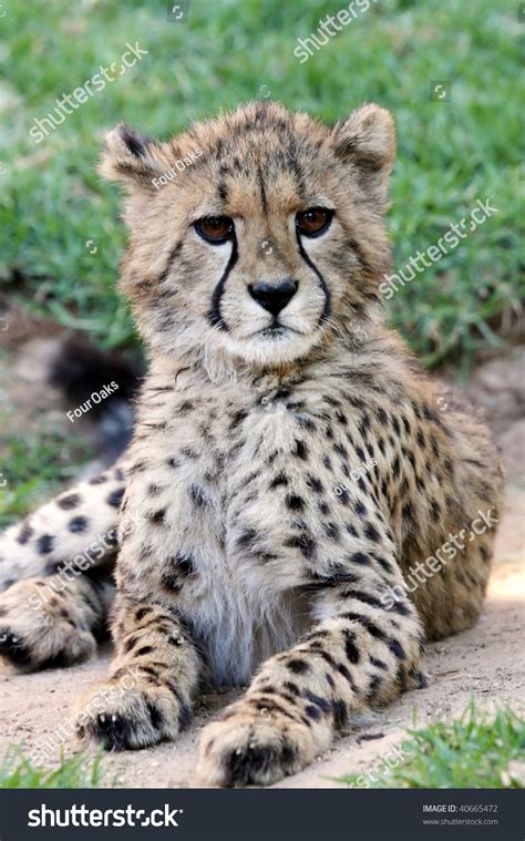 Portrait Cute Baby Cheetah Large Brown Stock Photo