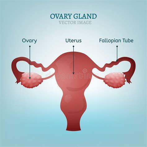 Uterus With Ovary Cervix Fallopian Tubes Isolated On Background