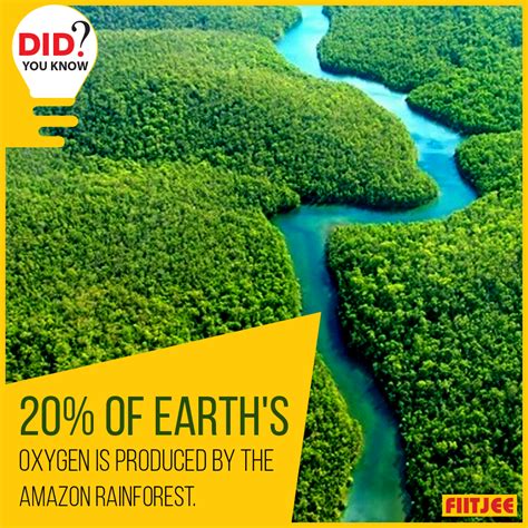 More Than 20 Percent Of The World Oxygen Is Produced In The Amazon Rainforest More Than Half Of