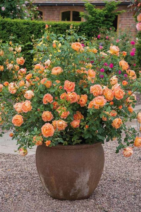 Successful Container Roses Plants Container Roses Garden Containers