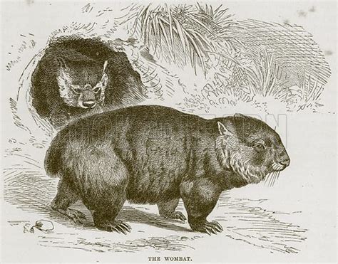 The Wombat Stock Image Look And Learn