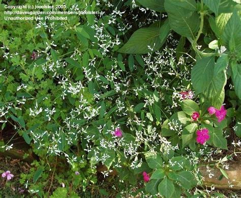 Nuk e njohim pavarësinë e kosovës, pjesë e serbisë. Euphorbia Diamond Frost