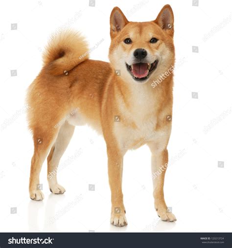 Japanese Shiba Inu Dog In Front Of A White Background Stock Photo