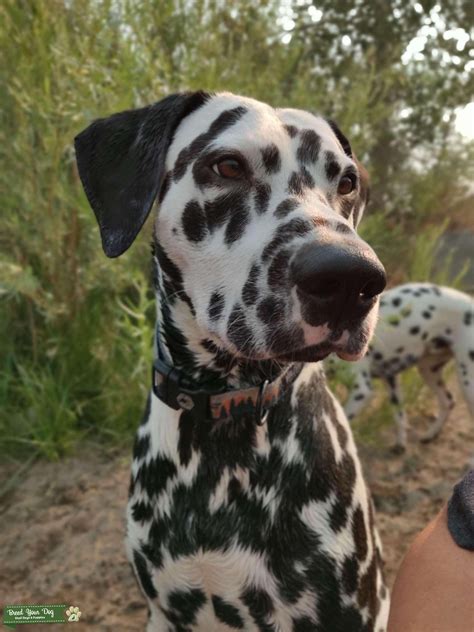 Dalmatian Stud Stud Dog Nevada Breed Your Dog